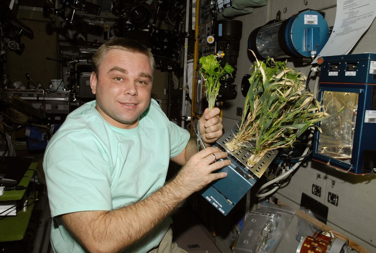 Фото: ogorod.mirtesen.ru