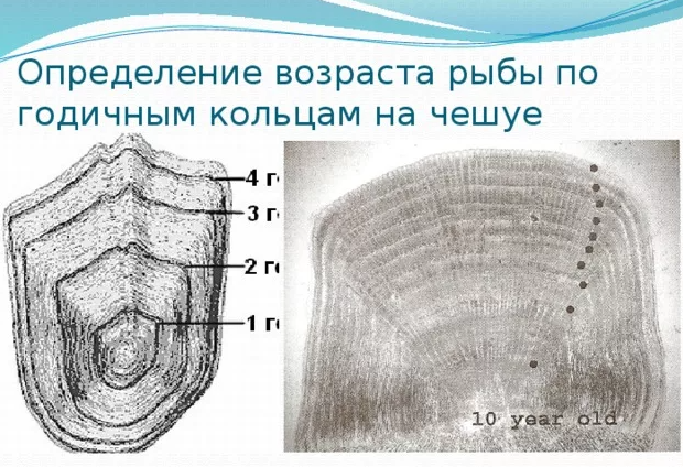 Развитие мужских половых клеток (сперматогенез)