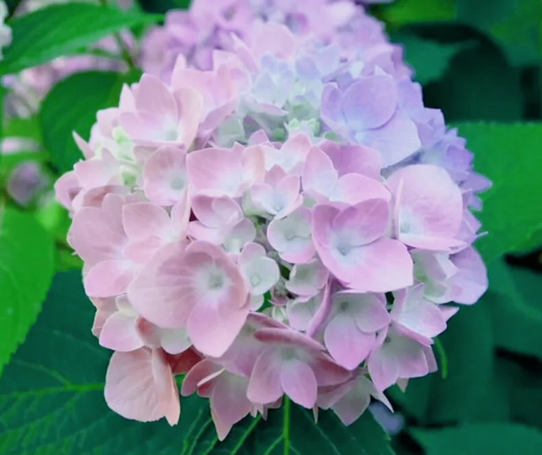 Гортензия комнатная