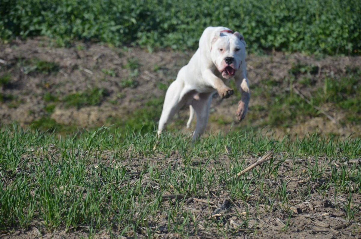 Выпускник нашего питомника Рагдай (Рикс).