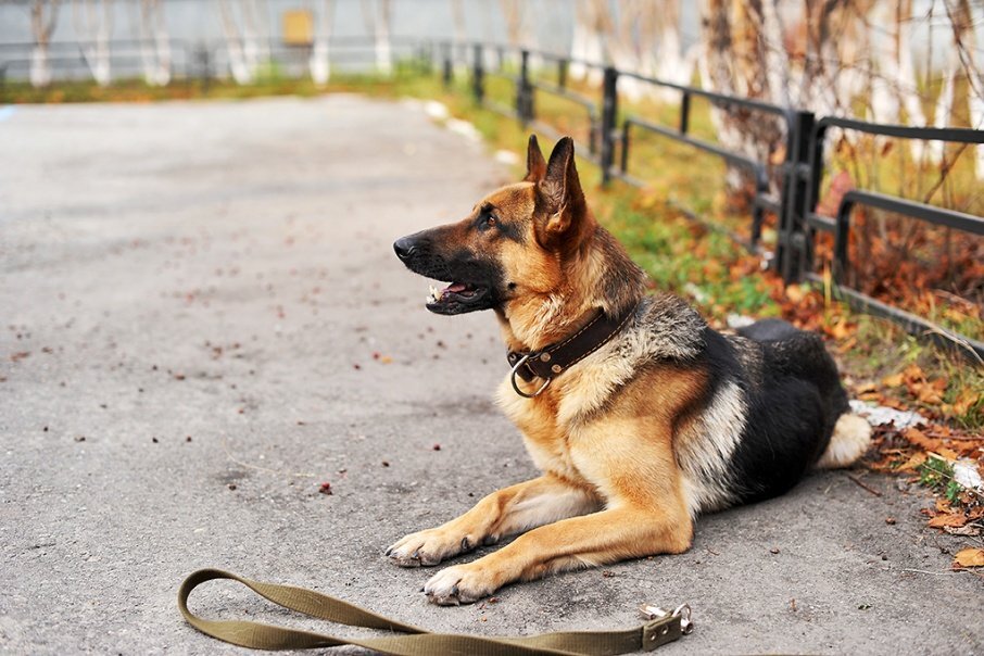 Штраф за выгул собаки без поводка! | PetGlobals.com | Дзен