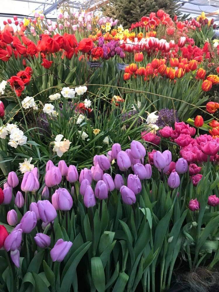 От пестрого ковра душа поет