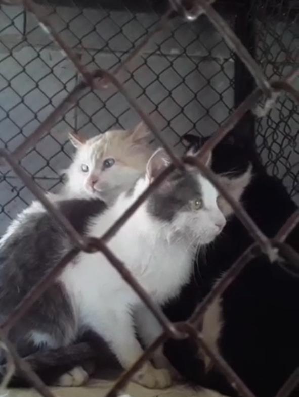 бабушкины кошки