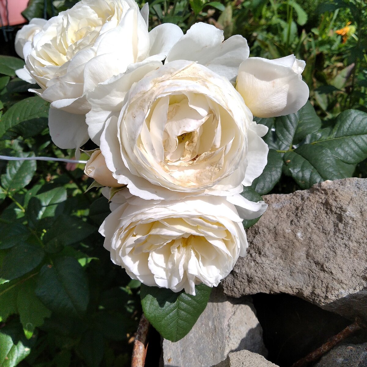 Рассуждения о красоте и не только.