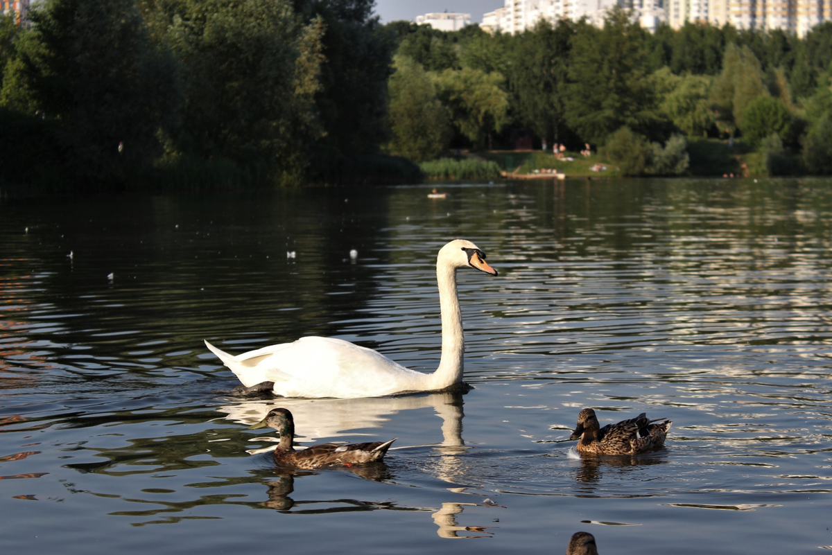лебеди пенягинский пруд. потерялся кот первоуральск. москва микрорайон митино. лось в митино. пенягинский пруд в ландшафтном парке «митино».