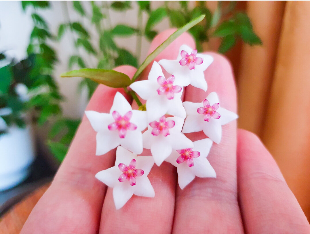 Ну разве можно сказать, что хойе чего-то не хватает?