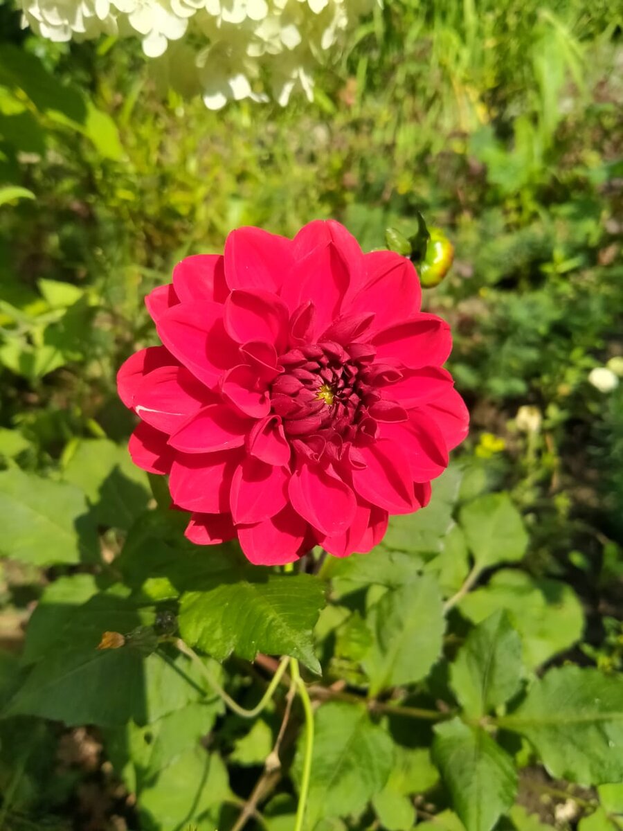 Большую капусту не сфотала. Я в основном цветы свои фотаю. (фото автора)