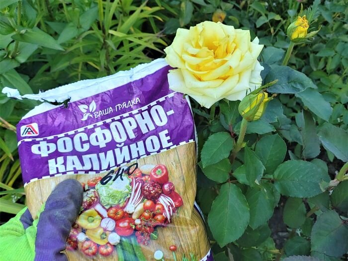 Чем подкармливаю розы осенью