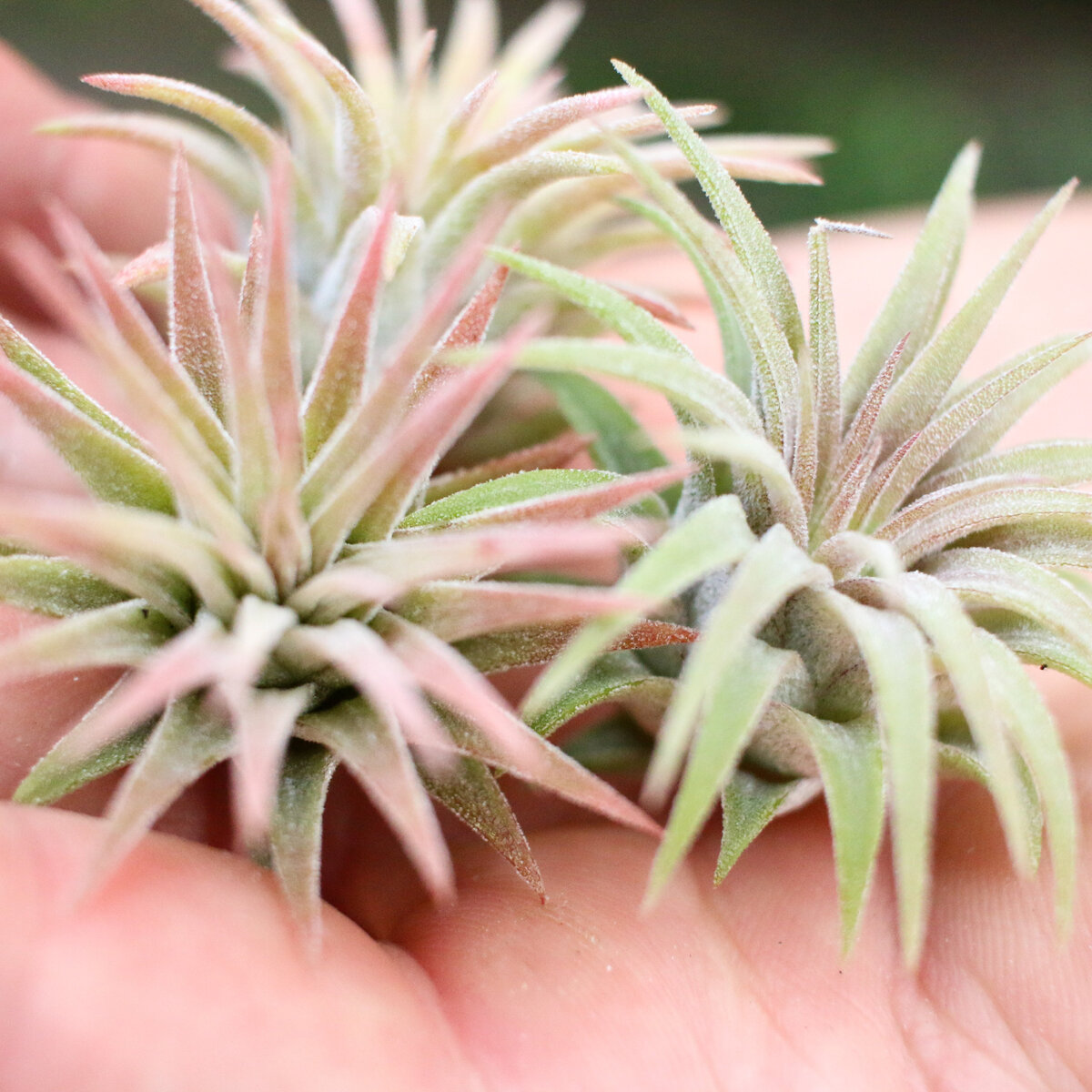 TILLANDSIA IONANTHA MEXICAN 