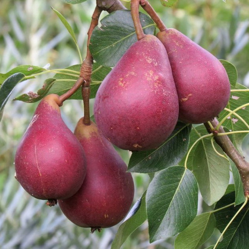 Старкримсон