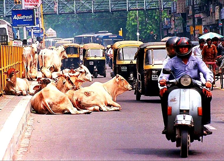 Индия. Типичная ситуация на дороге. Здесь и дальше изображения из открытых источников.
