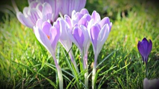 когда сажать крокусы