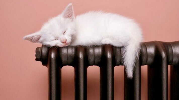 Тепло любят все!