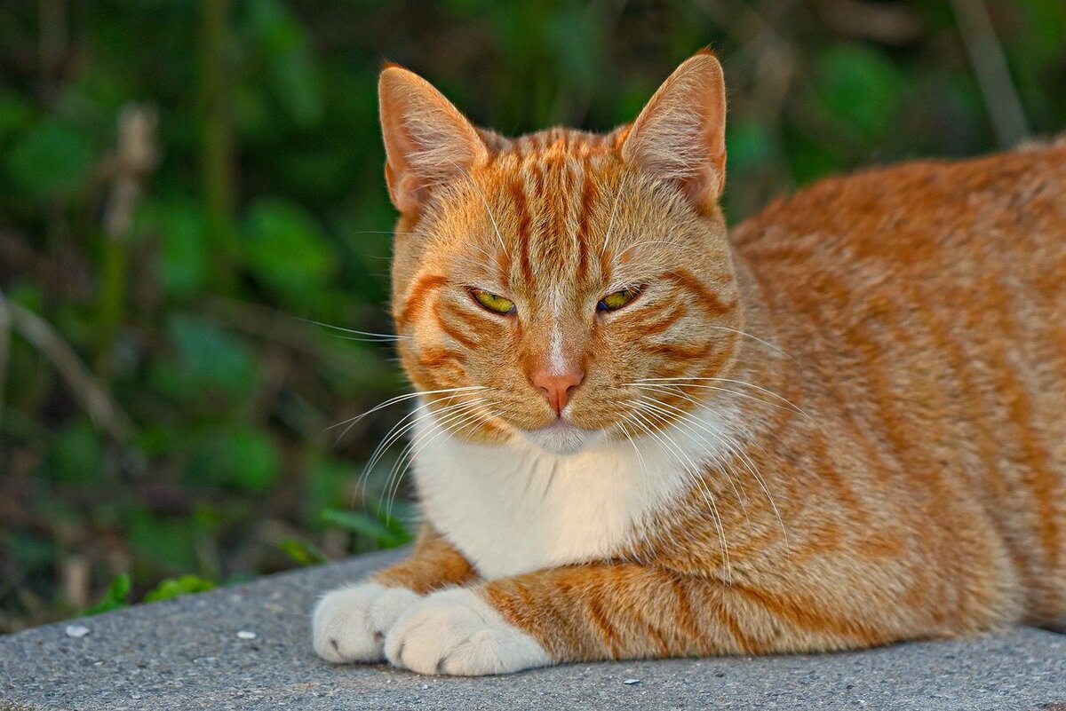 Рыжий табби. Рыжий кот. Рыжая кошка. Голландский кот рыжий. Говорите рыжего кота
