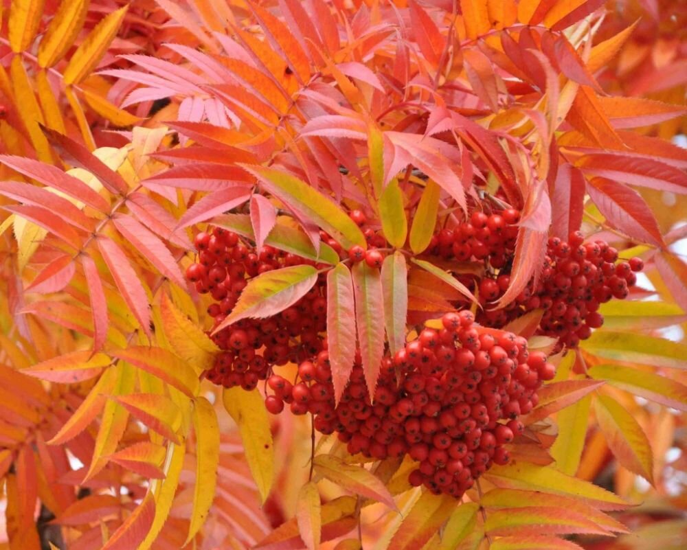 Рябина обыкновенная в осеннее время года.