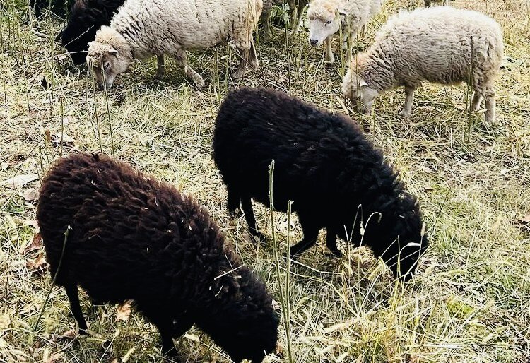 фото — Piano Piano 