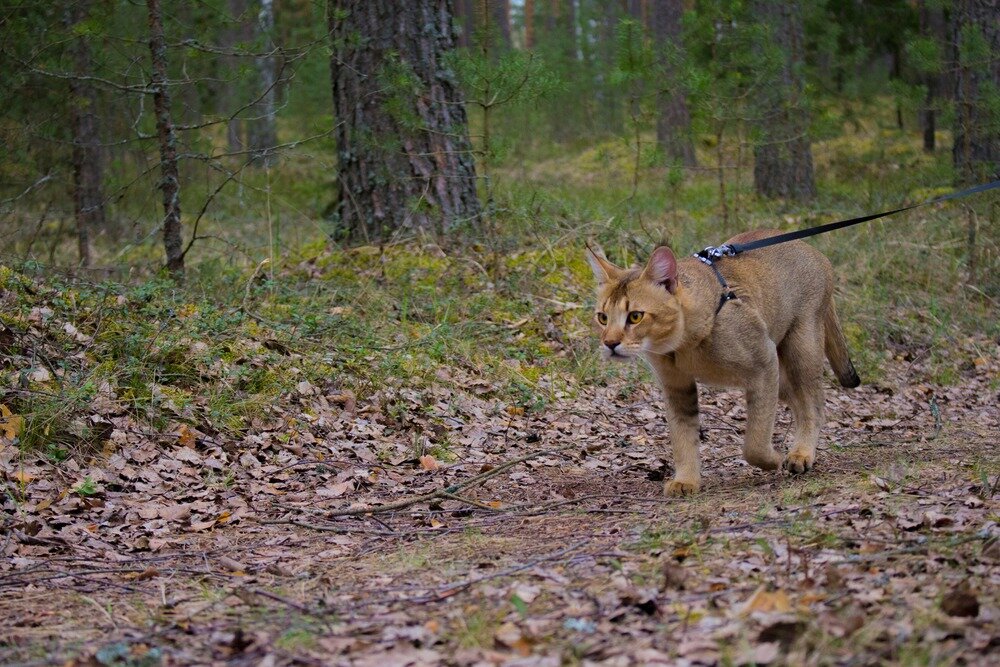 Фото: источник kinpet.ru