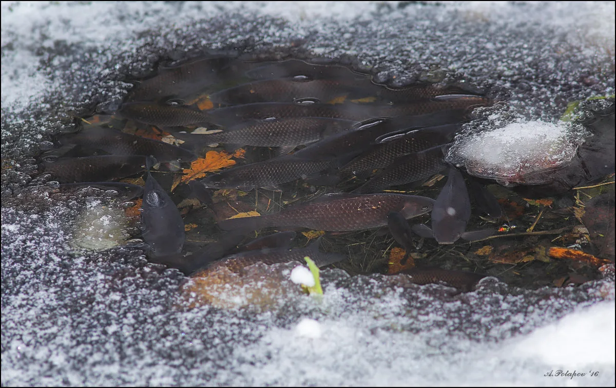 Караси температур вода. Рыбы в пруду зимой. Рыбки подо льдом. Рыбы зимуют. Зимовка рыбы в пруду.