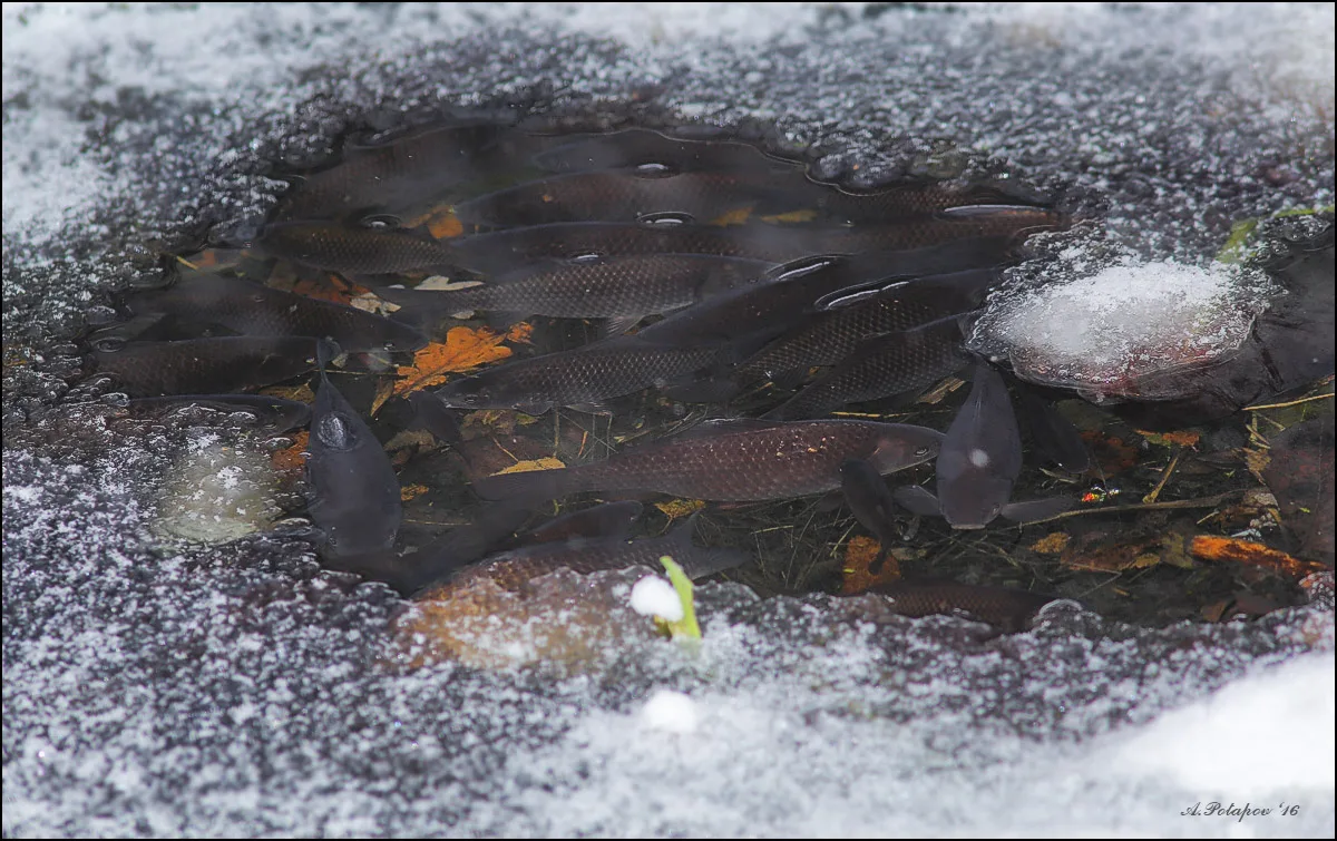 Рыба задохнулась в воде. Пруд зимой для рыб. Рыбки подо льдом. Рыбы зимой подо льдом. Рыбы зимуют.