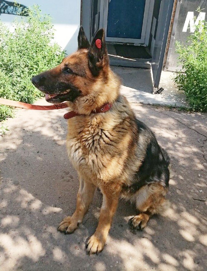 Герда