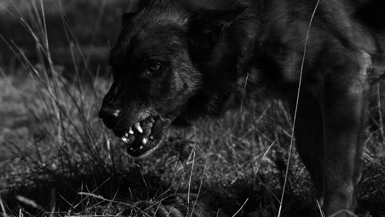 Бродячие собаки. Фото из открытых источников