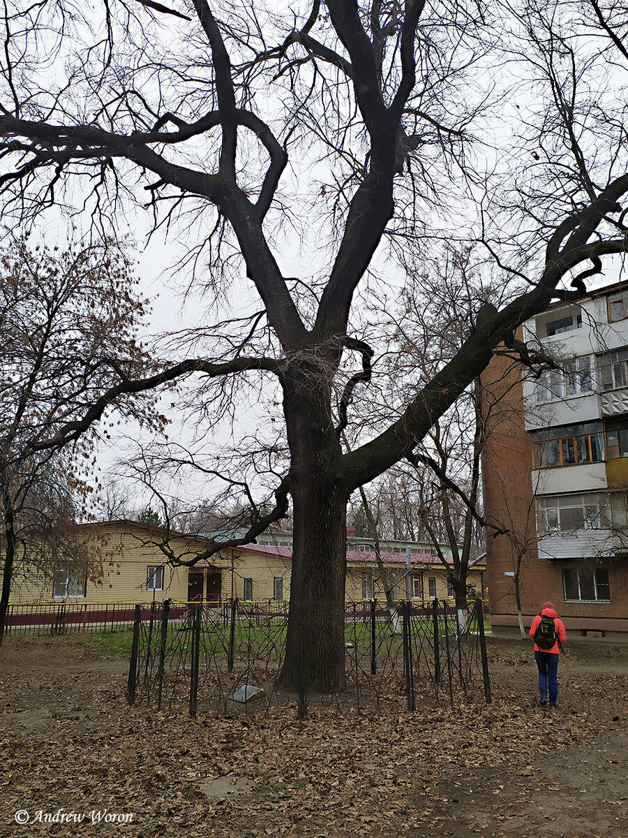 Таганрог. Роща «Дубки» | Иду за солнцем... | Дзен