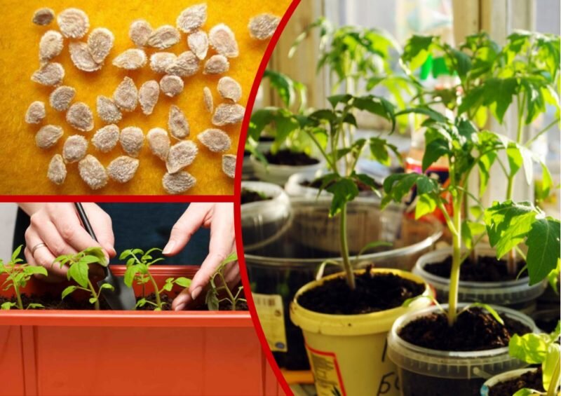 Рассада томатов