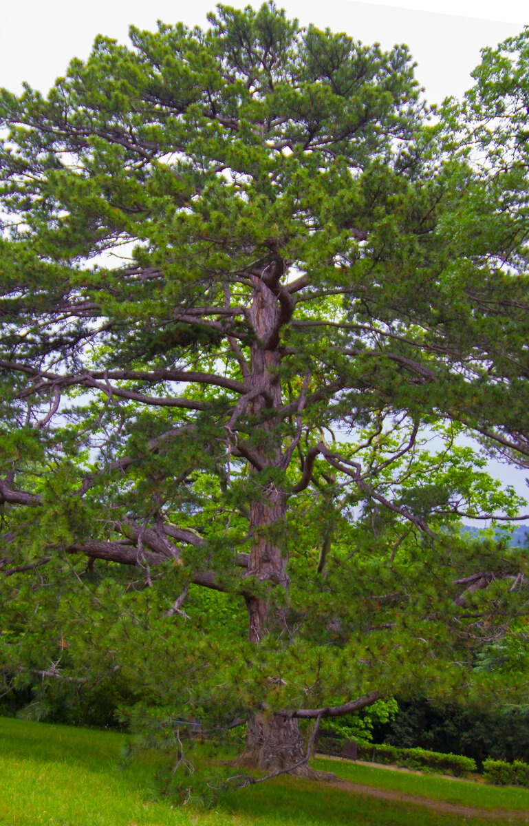 сосна Пицундская