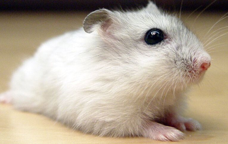 Хомяки́ — подсемейство грызунов семейства хомяковых. Включает 19 видов, относящихся к семи родам. Стали популярными домашними питомцами. Самым известным видом хомяка является золотой или сирийский хомячок, который чаще всего используется в качестве домашних животных.