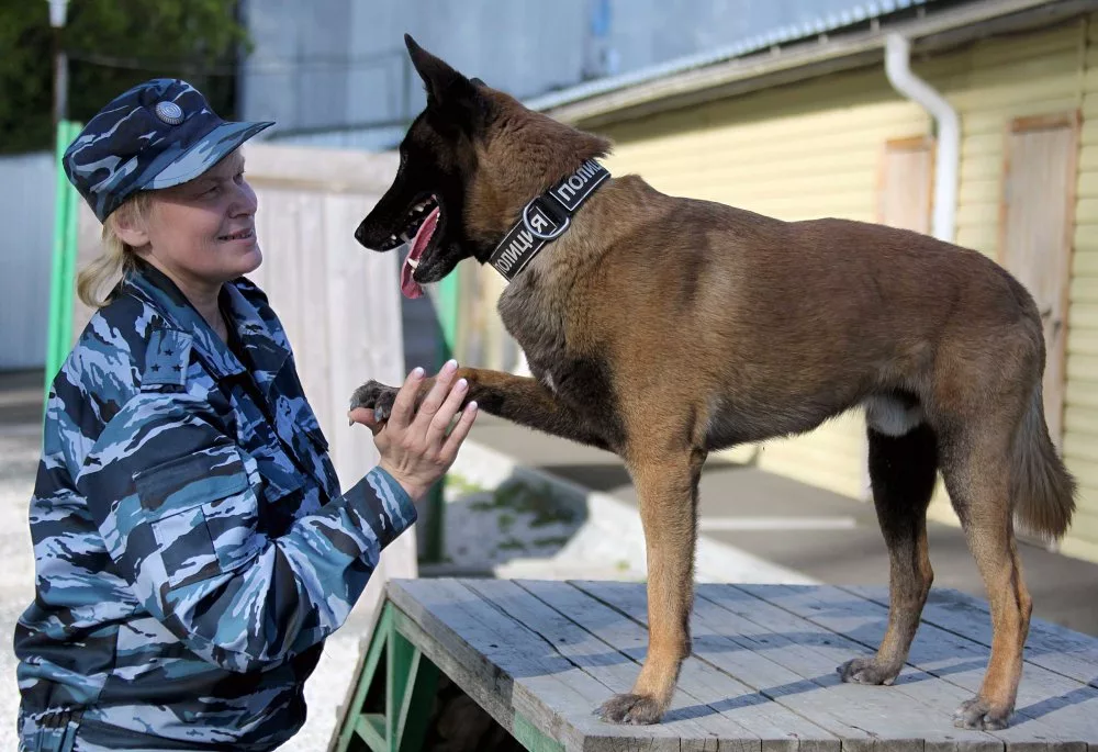 Какие породы собак служат в российской армии и полиции - наши защитники |  Собака - друг человека | Дзен