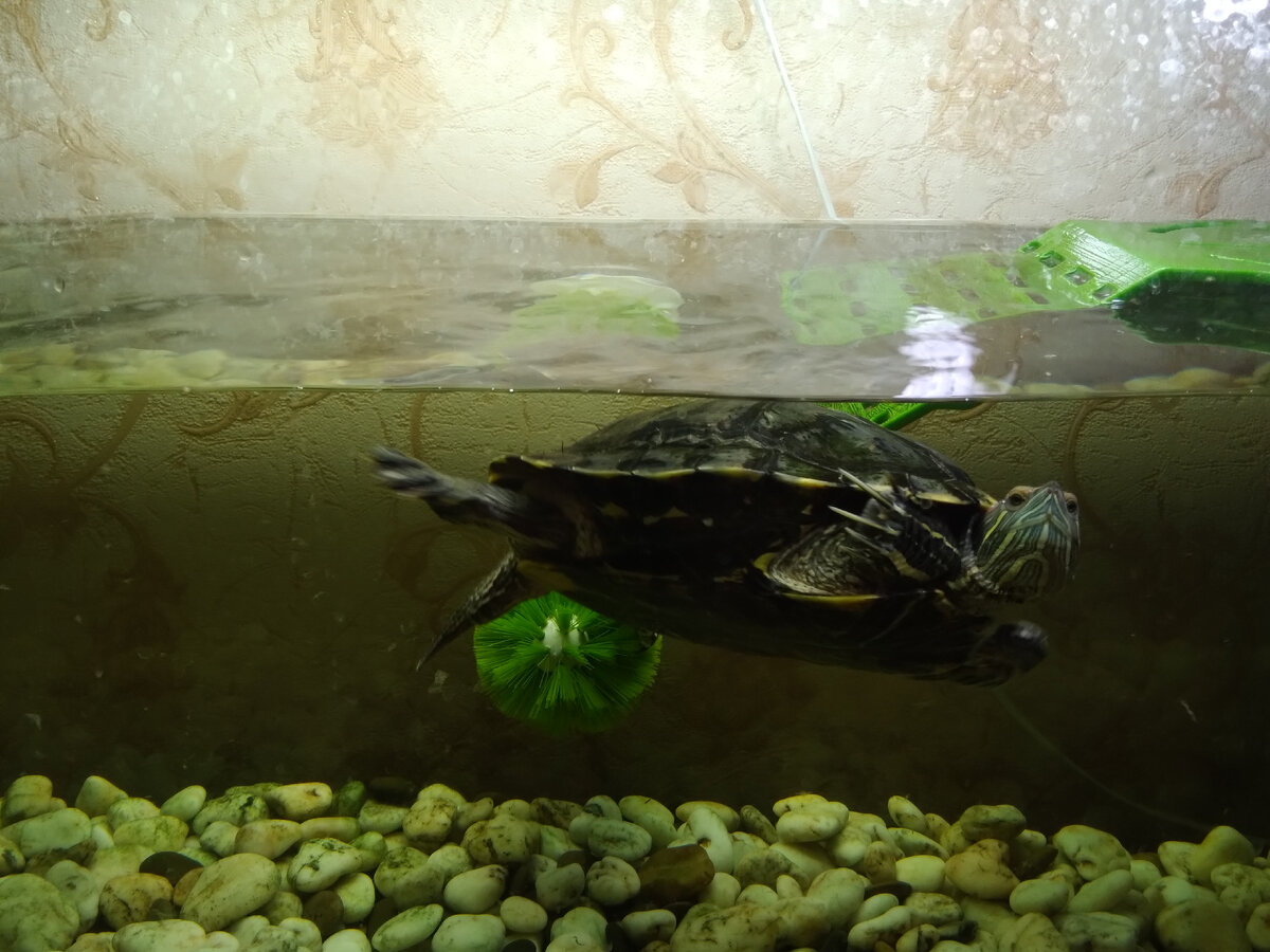 Красноухая черепашка