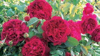 Прекрасные розы и душевная песня для прекрасных дам. С праздником, дорогие женщины!