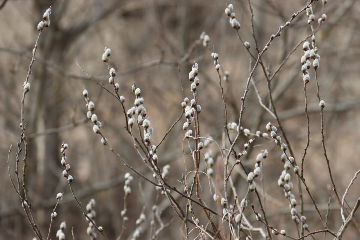 Верба цветет
