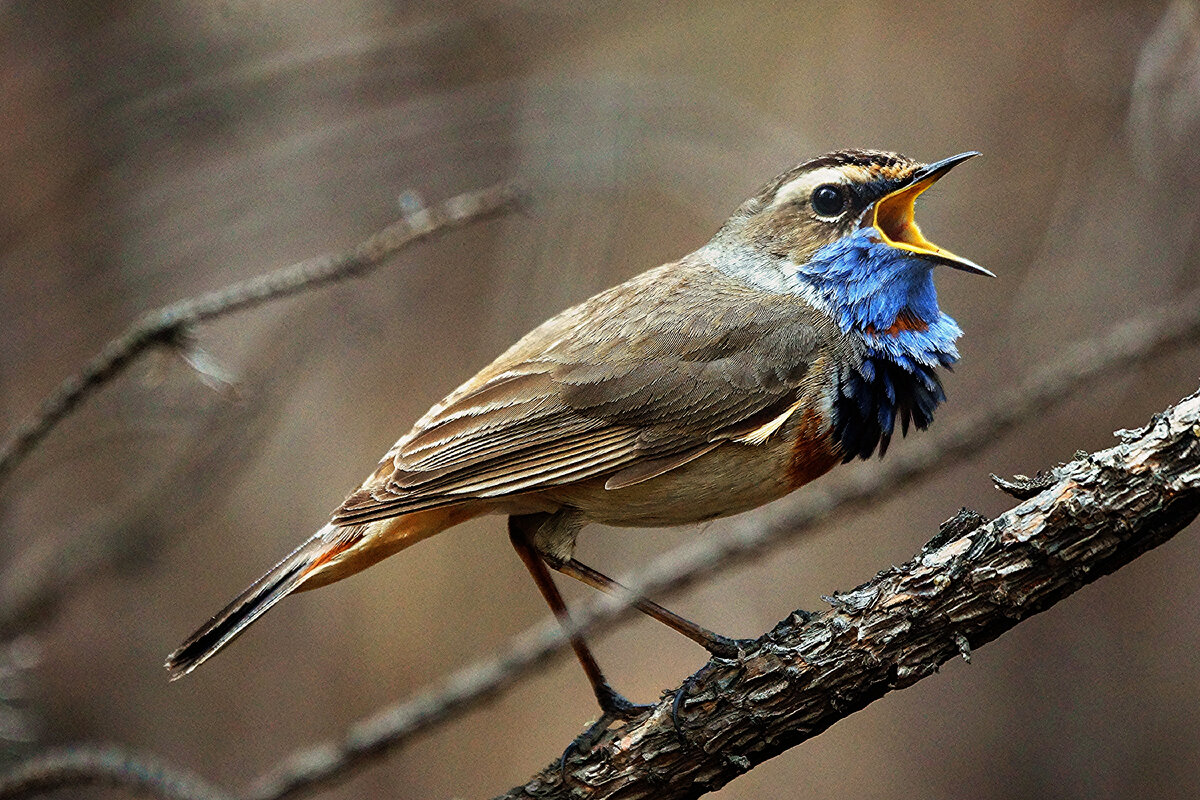 Разноцветные перья играют и переливаются красками во время пения
