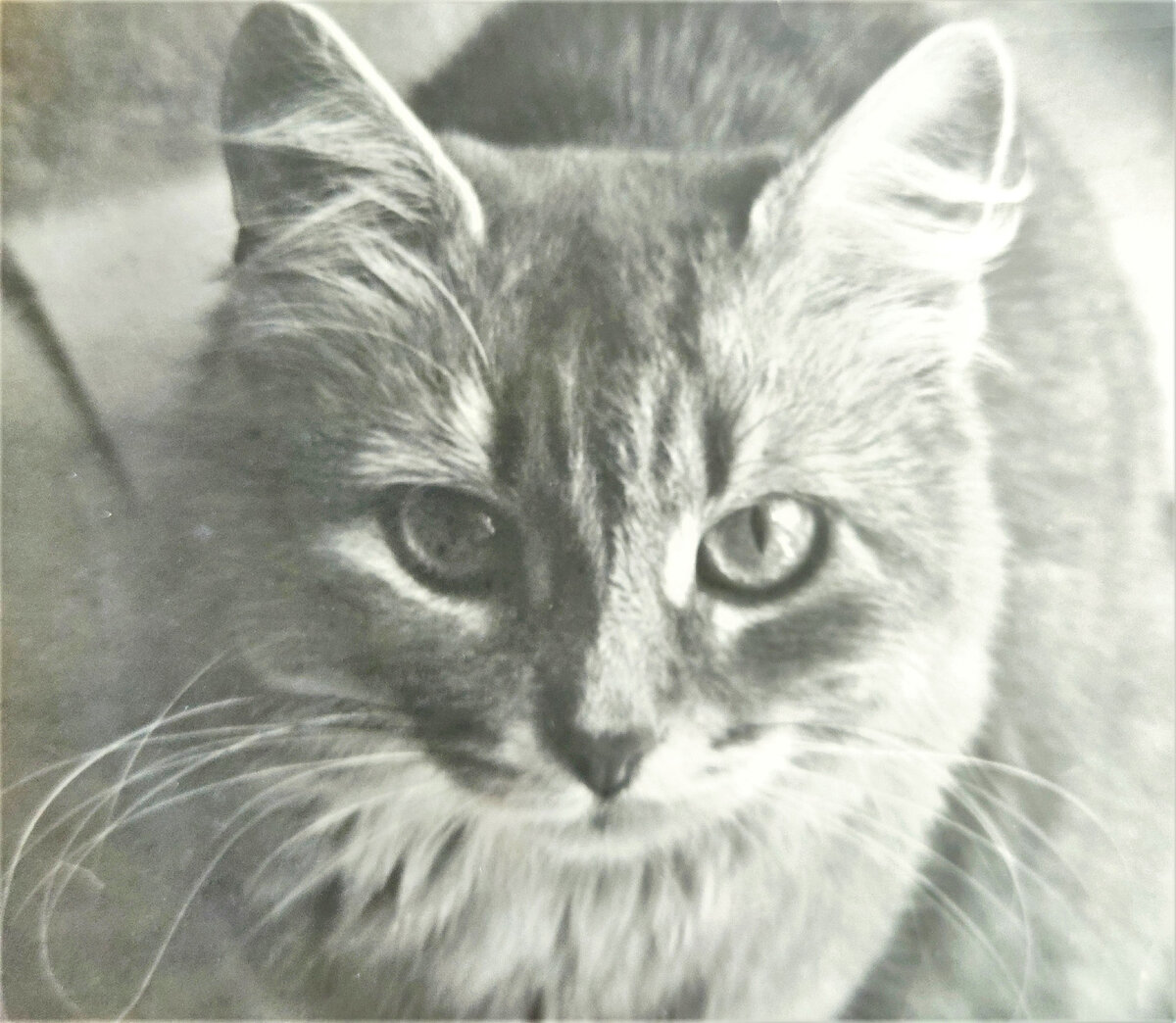 кошка Фейка