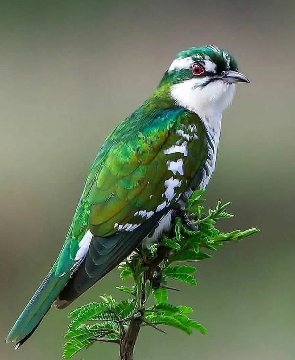 Африканская изумрудная кукушка