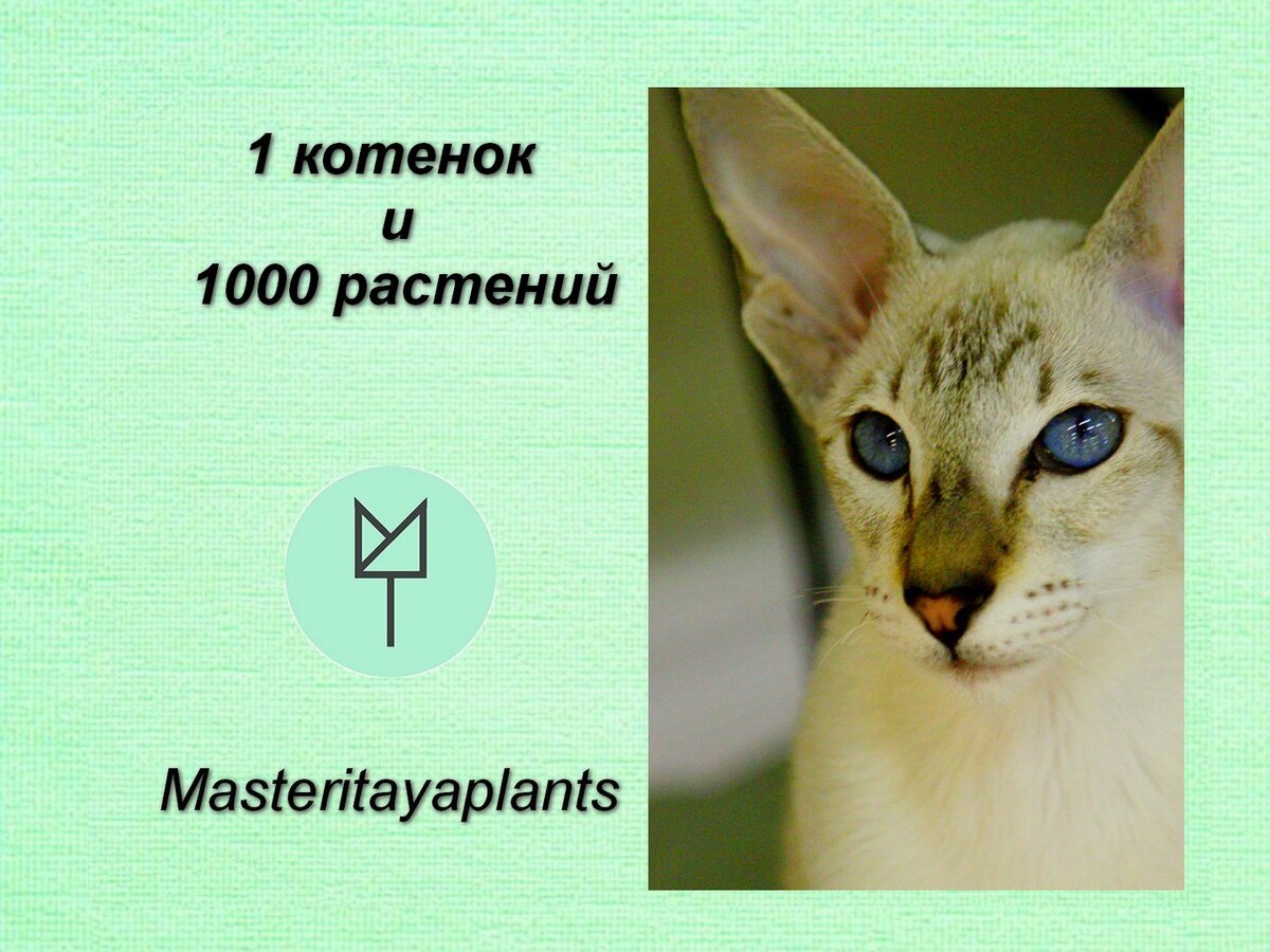 1 котенок и 1000 комнатных растений. Какие ядовитые растения срочно  переезжают | Masteritayaplants | Дзен