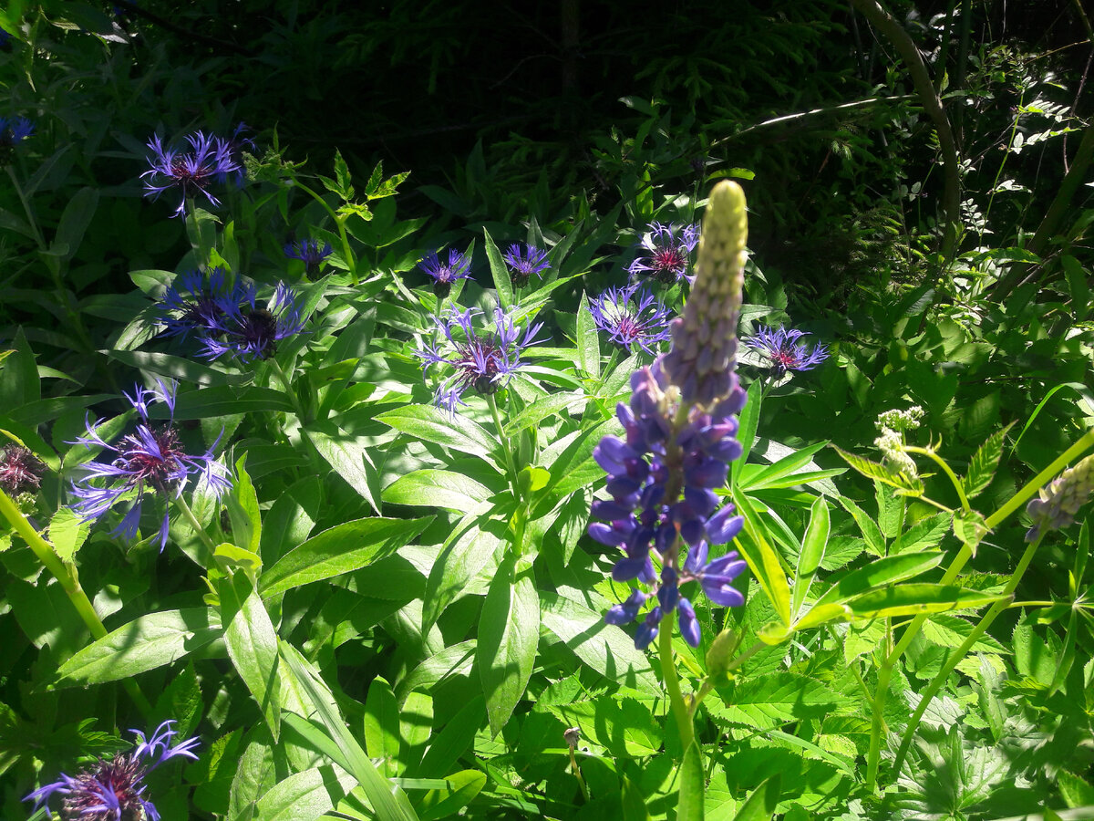 Многолетние васильки и люпин в начале лета