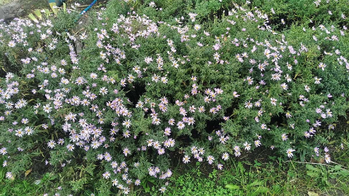 Низкорослые осенники, которые всё лето зелёные ими очень хорошо делать бордюры на клумбах