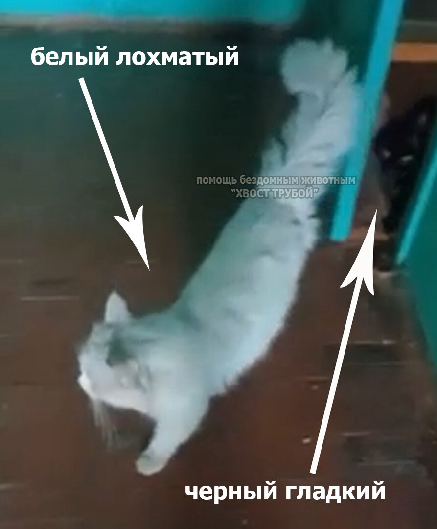 Два котика рвались напролом в любую дверь, чтобы снова стать домашними ...