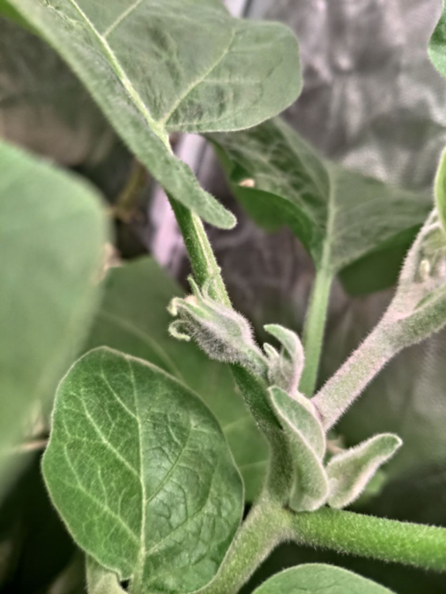 Всем Доброго дня! А вот и новости Фиолетового блога🙃 Пришло время сделать краткий обзор того, как сейчас поживают наши растишки на площади 1,36м2. А вот что бывает если проморгать рост пасынка.-6