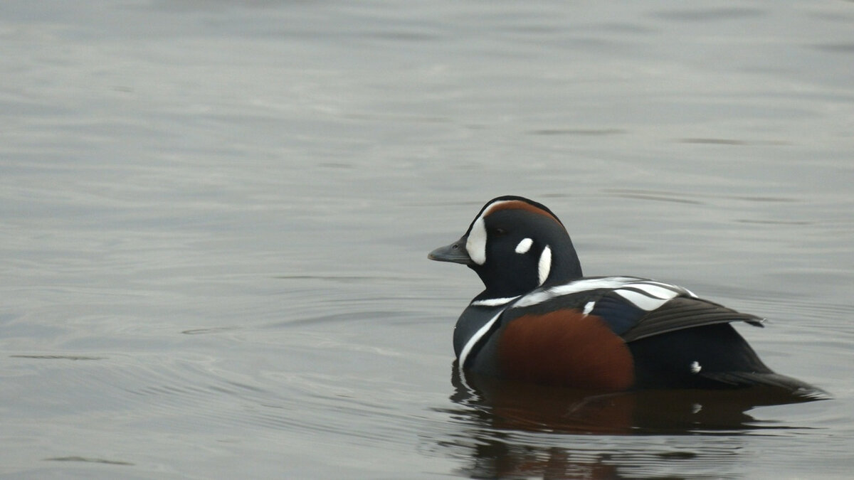  
 Фото: Каждой твари по паре / Павел Глазков
