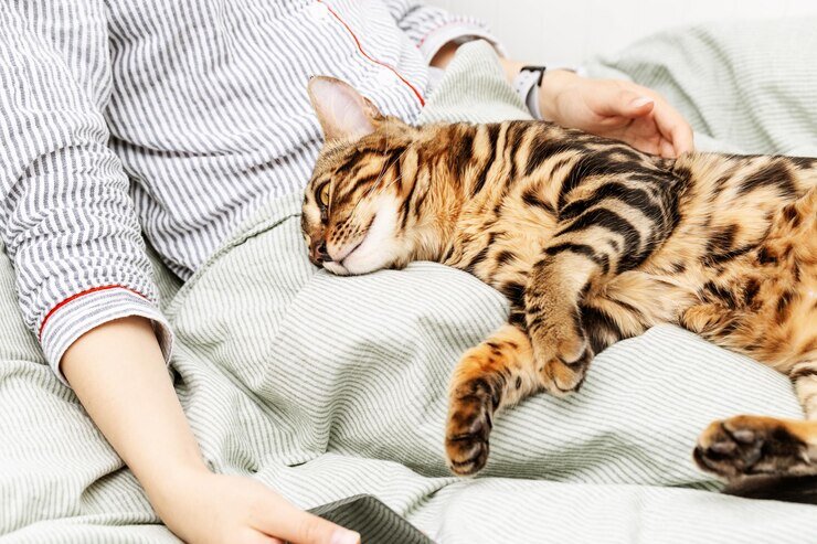 Фото взято из открытого доступа. Источник: https://ru.freepik.com/premium-photo/woman-in-nightdress-on-bed-holding-her-darling-bengal-cat-pet-in-hands-of-hostess_20810706.htm#query=%D0%BA%D0%BE%D1%82%D0%B8%D0%BA%20%D1%81%D0%BF%D0%B8%D1%82%20%D0%BD%D0%B0%20%D0%BA%D0%BE%D0%BB%D0%B5%D0%BD%D0%BA%D0%B0%D1%85&position=8&from_view=search&track=ais