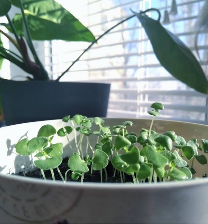 Подрастает мой базилик.Еще пару дней и готово.