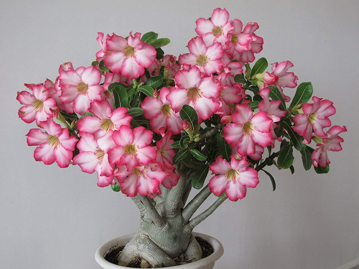 Adenium Obesum