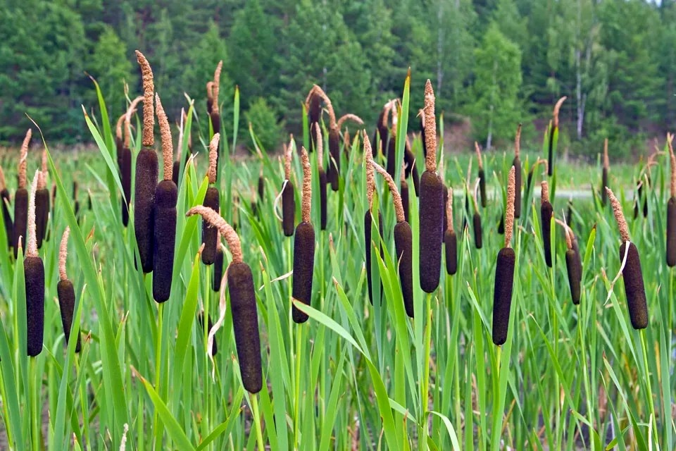 Рогоз что это. Рогоз Typha. Рогоз широколистный и камыш. Рогоз широколистный (Typha latifolia). Рогоз Пржевальского.