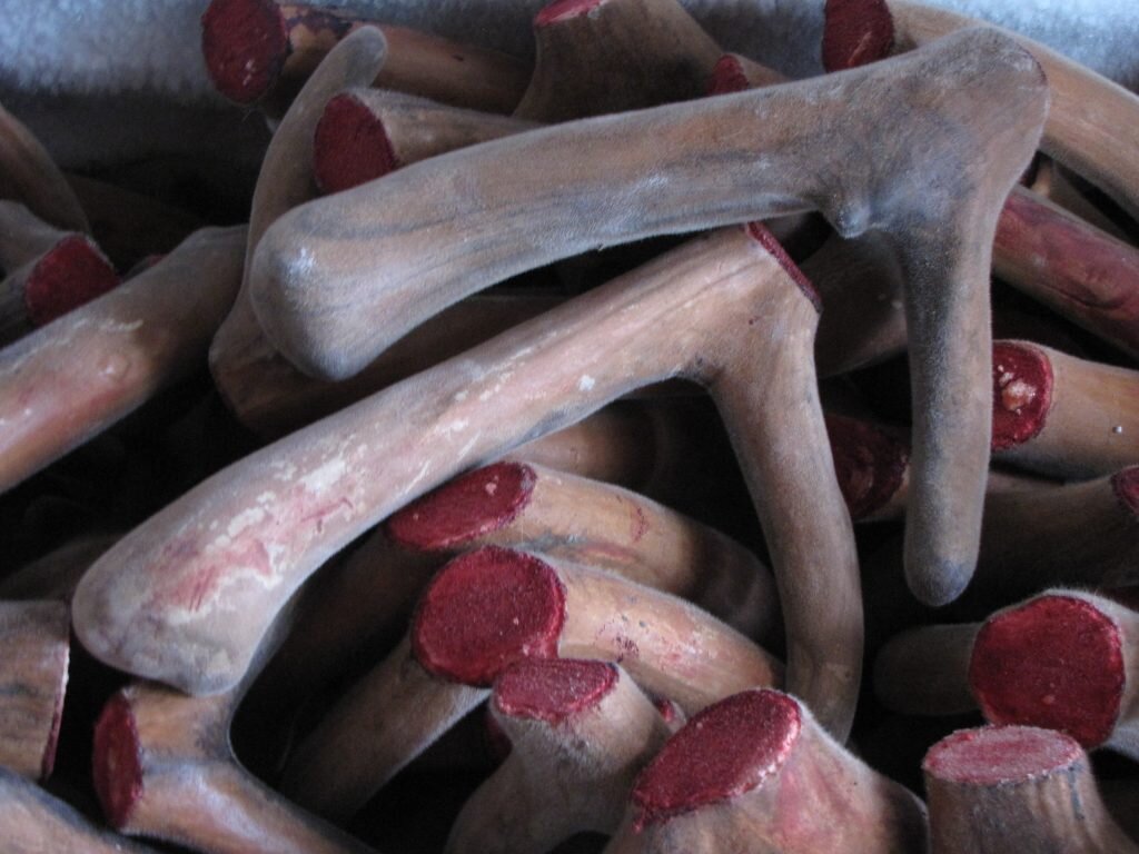 панты пятнистого оленя купить 