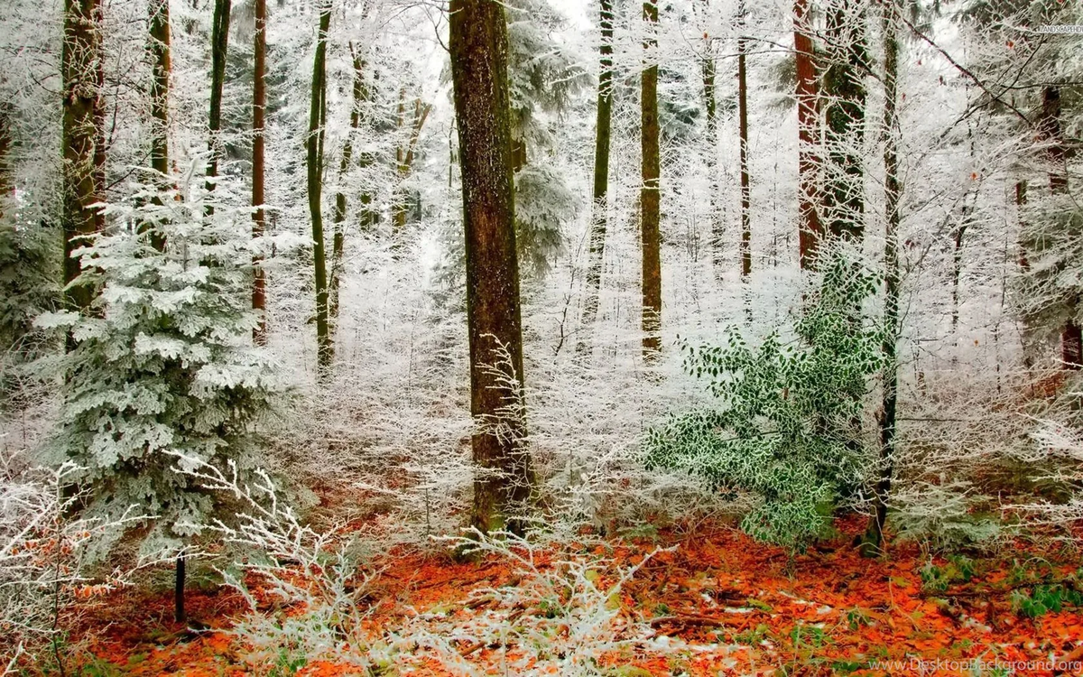 Поздняя осень. Неизвестный художник.