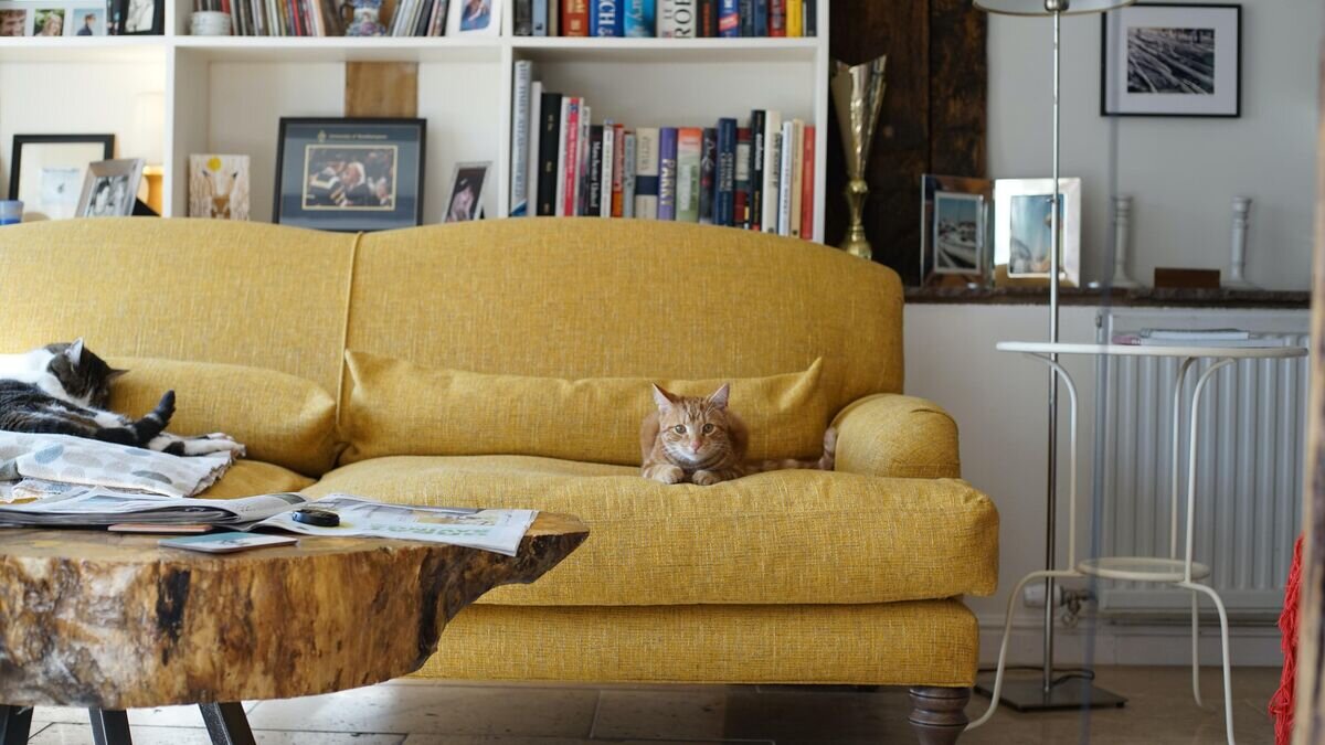    Кот на диване© Фото : Unsplash/Ajeet Panesar