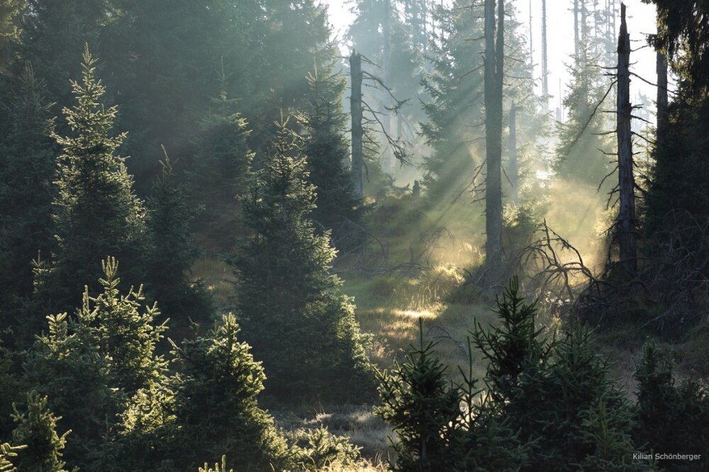 Картинка из интернета.